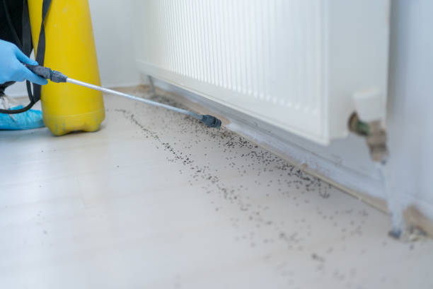 Flea Control Services in New Kensington, PA